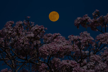 Flower tree branches with full moon on sky.