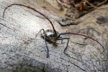 Baocera rubus insect beetle in Thailand is a pest that destroys durian trees and other fruits by...