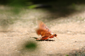 Selective focus. Beautiful orange color Moth. Look at the beauty of insects and nature.