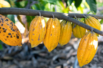 selective focus yellow cocoa fruit The many cacao fruits on the tree are in full growth. in...