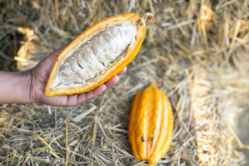 selective focus cocoa fruit pulp white large seed Sliced ​​yellow cocoa, the flesh is seen in pulp on straw background in Thai agricultural fields.