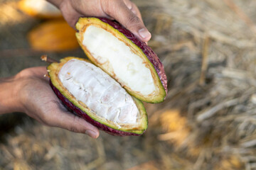 selective focus cocoa fruit pulp white large seed Sliced ​​