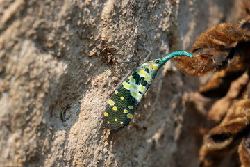 Selective focus Fulgoridae, colorful insects with beautiful patterns that look unusual. The face looks cute and has a long trunk. Perched on a branch in the forest in Thailand