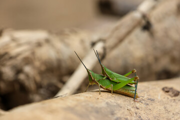 closeup of beautiful green two grasshoppers mating during winter The grasshopper eye pattern looks amazing. And they're riding each other's backs.