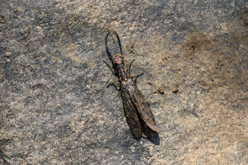 Selective focus, large Corydalus lying on a rock by the river. Insects with formidable patterns and large wings. This amazing insect is located in Thailand.