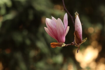 fiori rosa di magnolia in un giardino in primavera
