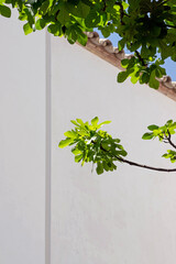 green fig tree branches in garden with white wall 
