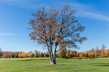 Old maples with partly fallen leaves growing separately among lawn