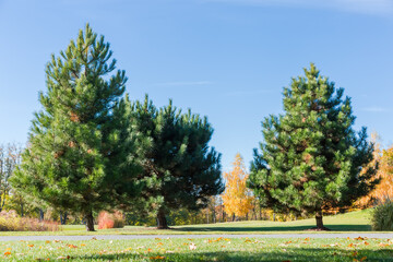 Ornamental white pines growing on lawn in autumn park