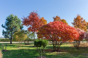 Eurasian smoke tree bushes among other trees in autumn park