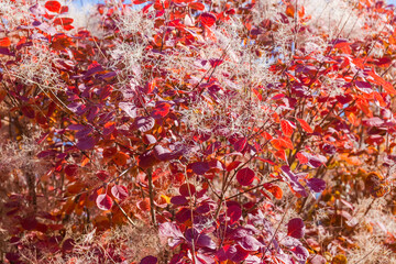 Fragment of Eurasian smoke tree with autumn leaves and inflorescences