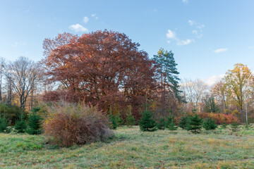 Autumn park with young spruces on glade on a foreground
