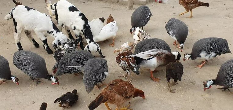 flock of birds,bird, birds, nature, animal, duck, feeding, herd, wild, ducks, wildlife, flock, pigeons, group, water, farm, feathers, city, sheep, dove, animals, pigeon, white