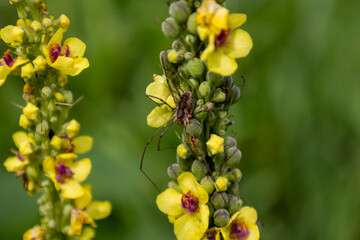 Spider on a flower of a yellow mullein (Verbena vulgaris)