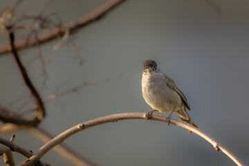 Female Eurasian Blackcap perched on a tree branch in the morning light