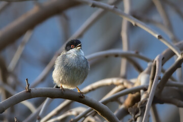 Sardinian Warbler perched on a tree branch in the morning light