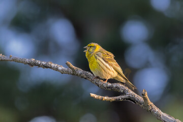 European Serin perched on a tree branch in the morning light