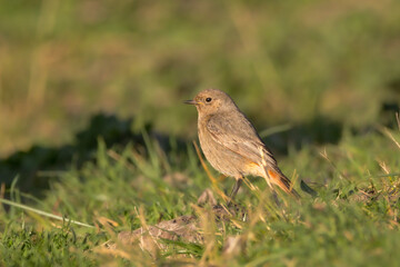 Obraz premium Black Redstart perched on a tree branch in the morning light