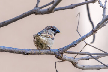 House Sparrow perched on a tree branch in the morning light