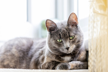 Cute grey cat with green eyes sitting in the balcony by the window in summer