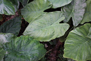 leaves in the garden