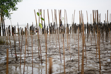 Mangrove planting activities with nobody no person on wetlands , beach , mangrove forest area with...