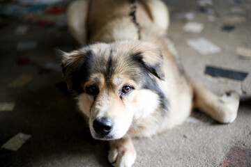 fluffy brown mix breed male dog sit lying on the cement floor with lash holding with smile friendly waiting