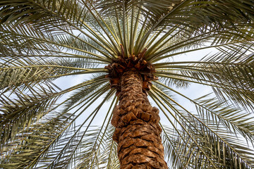 Date palm tree in Abu Dhabi, UAE. View from below.