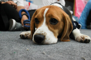 close up lovely beagle puppy looking up with cute face lay down on the floor near people feet