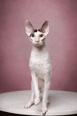 cornish rex cat on pink background