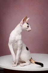 cornish rex with different eyes cat on pink background