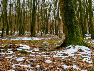 Early spring in the forest, nature at the end of winter. The frost is receding, the forest is getting warmer, melting snow.