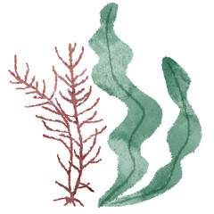 昆布　わかめ　海藻 イラスト © M