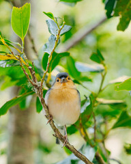 Madeira chaffinch, fingilla coelebs madeirensis, in Miradouro dos Balcoes viewpoint in Ribeiro Frio, bird endemic to the Portuguese island of Madeira