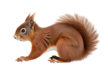 Red squirrel full body, side view, isolated on a transparent background