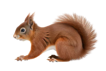 Rolgordijnen Red squirrel full body, side view, isolated on a transparent background © The Stock Guy