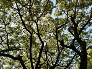 The atmosphere is comfortable and cool. Shelter under a big tree from the weather and hot sunlight.