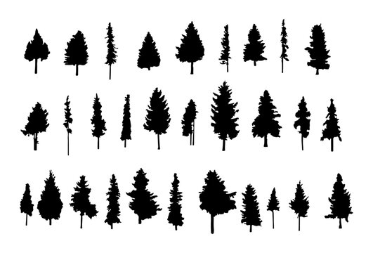 Pine tree silhouette collection on white background.Spruce tree silhouette set on white background