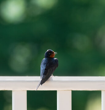 A beautiful barn swallow sits on a white fence enjoying the warm sun.