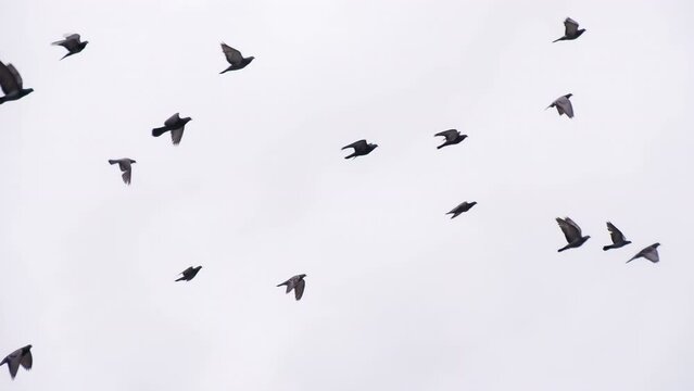 Pigeon Flock in Flight. Many birds on background cloudy sky. Slow Motion