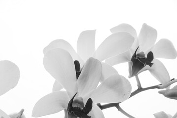 black and white orchid flowers with cropped parts, suitable for using frames and text spaces