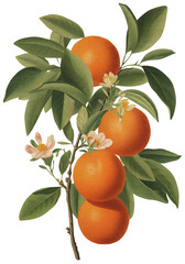 Orange isolated on transparent background, old botanical illustration