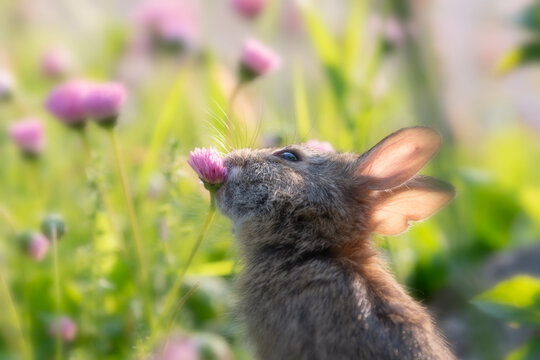 A little cottontail rabbit (bunny) nibbles on some purple flowers in the soft morning light.