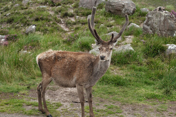 Random animal deer on the road