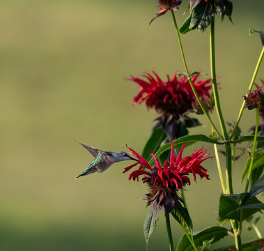 A ruby throated hummingbird enjoys feasting on some scarlet bee balm flowers.