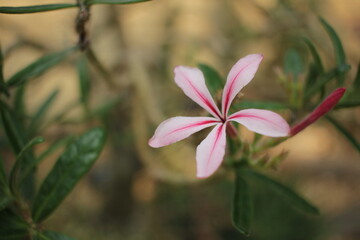 A beautiful pink flower growing in the desert garden.
