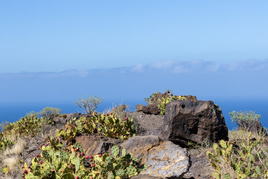 Rocks and purple cactus in the hills above Agaete, Puerto de las Nieves, Gran Canaria, Spain.