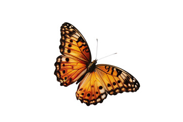 Fototapeta na wymiar Butterfly transparent background, PNG, Flying butterfly
