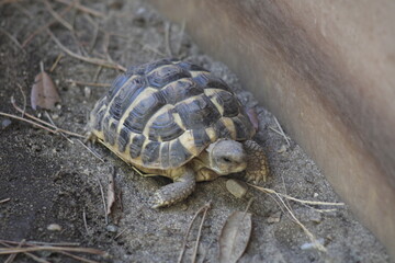 Turtle