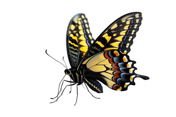 Fototapeta na wymiar Butterfly transparent background, PNG, Standing colorful butterfly
